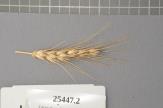 Click for 1 image(s) for this accession. Spike
